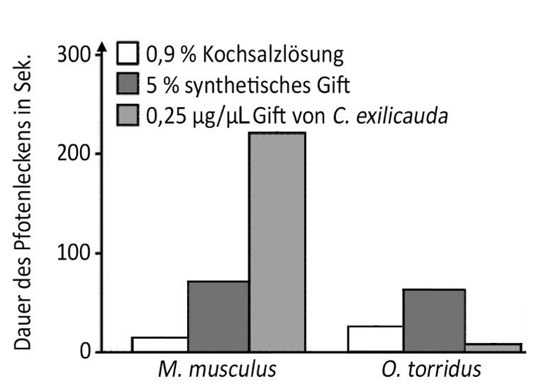 Balkendiagramm: Dauer des Pfotenleckens (s) bei M. musculus und O. torridus für Kochsalzlösung, synthetisches Gift und C. exilicauda-Gift.